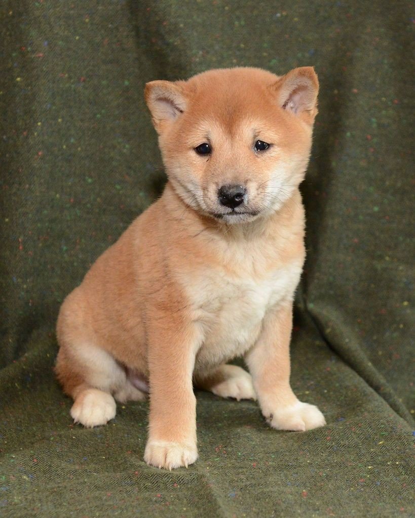 Acheter facilement Shiba Inu – SHIB – La cryptomonnaie concurrente du Dogecoin