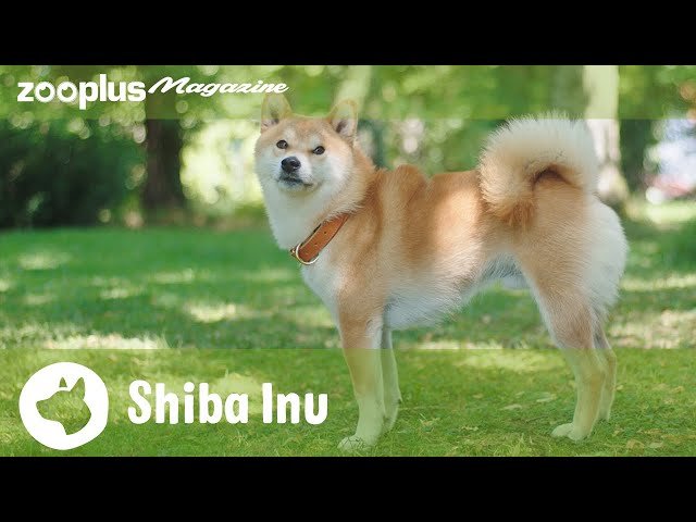 L’univers fascinant du shiba inu : un compagnon à quatre pattes