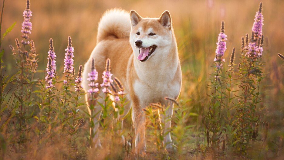 Shiba inu : tout savoir sur cette race de chien adorable