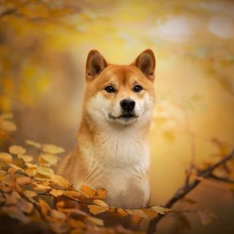 découvrez tout sur le shiba inu, cette race de chien japonais célèbre pour son caractère joyeux et sa beauté. apprenez à connaître ses traits distinctifs, son éducation, et comment lui offrir un cadre de vie idéal.