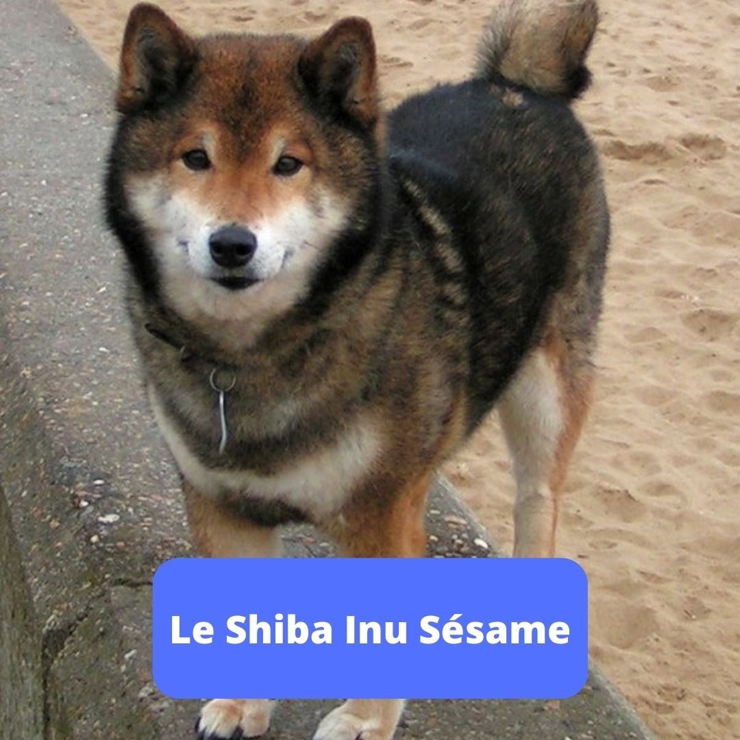 découvrez tout sur le shiba inu, une race de chien japonaise réputée pour son caractère joyeux, son apparence adorable et son intelligence. apprenez à en prendre soin et à comprendre son comportement fascinant.