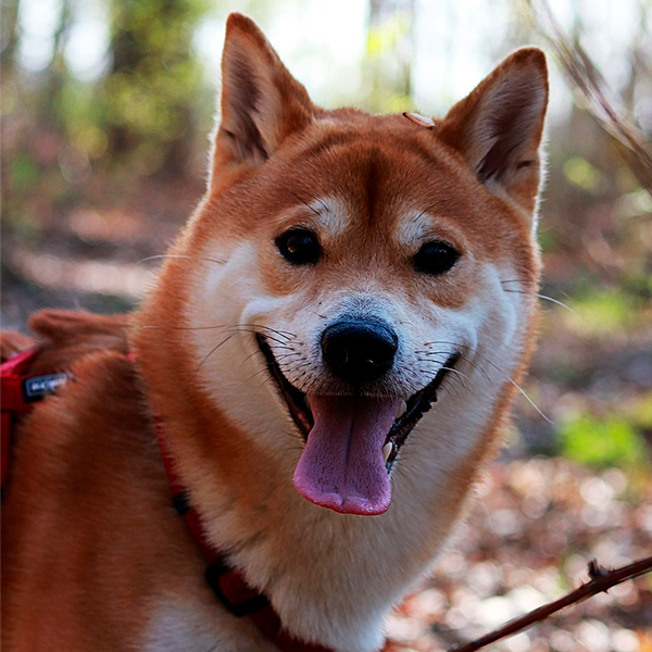 découvrez tout sur le shiba inu, une race de chien originaire du japon, célèbre pour son apparence adorable et son caractère indépendant. apprenez ses caractéristiques, son éducation et ses besoins spécifiques pour en faire votre compagnon idéal.